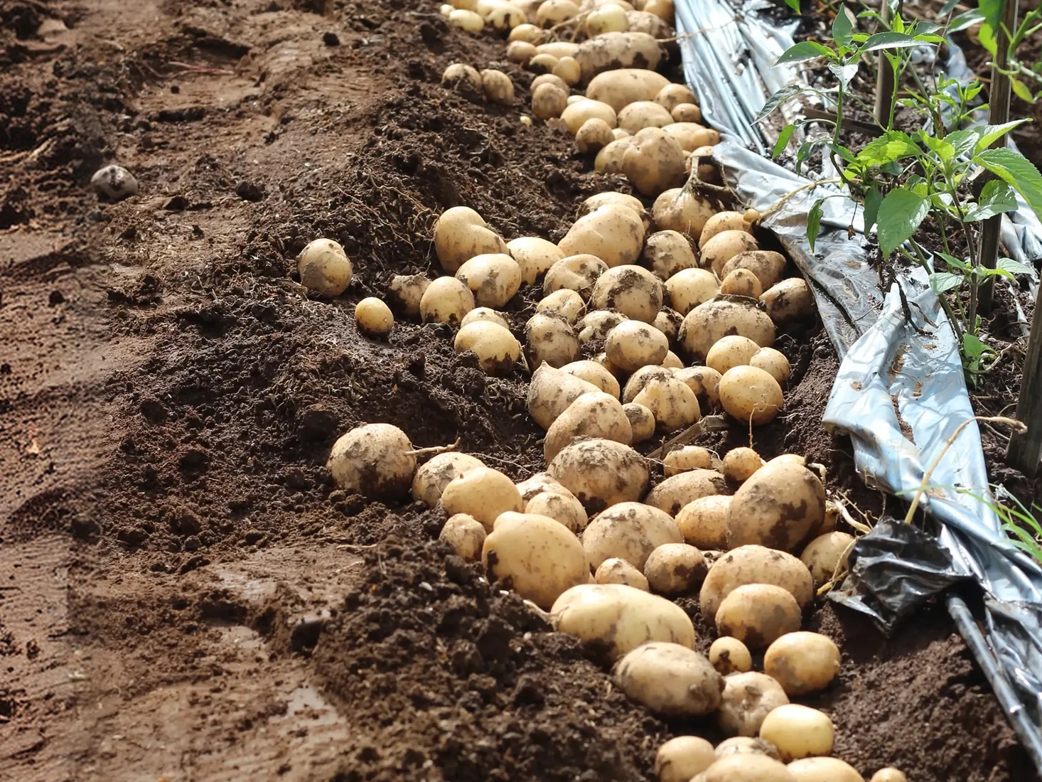 Freshly lifted potatoes laid out along a ridge beside silver plastic mulch