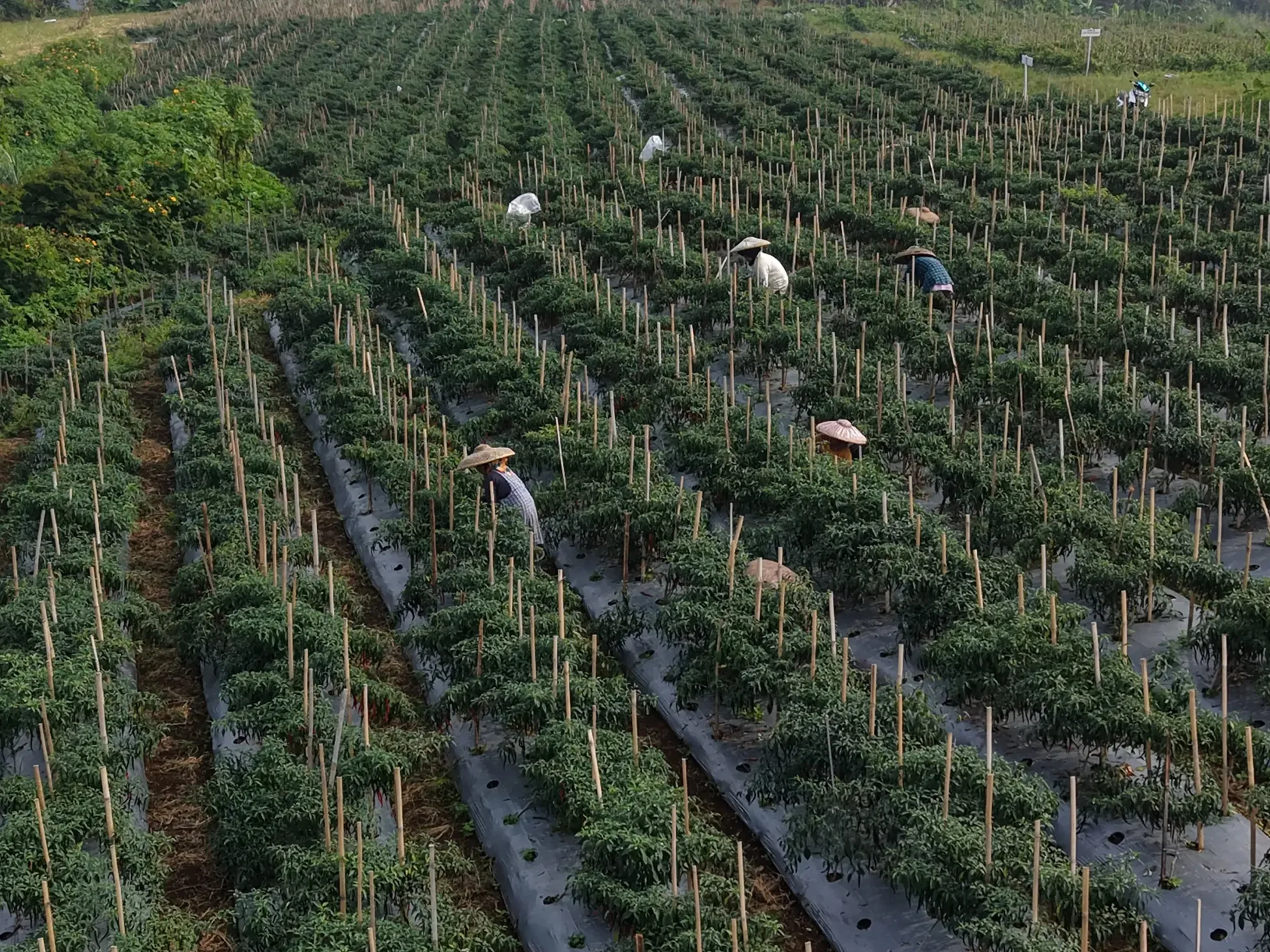 Aerial view of a trellised chili block on plastic mulch, pickers moving along the rows