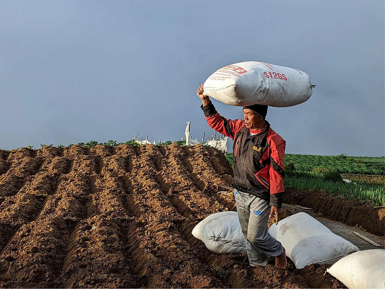 Farm worker carrying a woven input sack across newly ridged highland beds